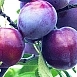 Слива 'Венгерка московская'