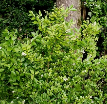 Бирючина овалолистная ( круглолистная)