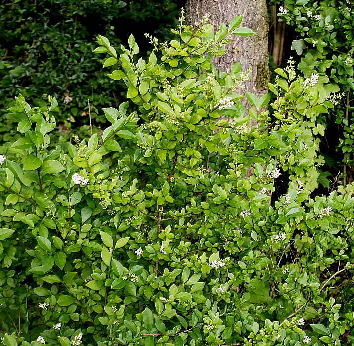 Бирючина овалолистная ( круглолистная)