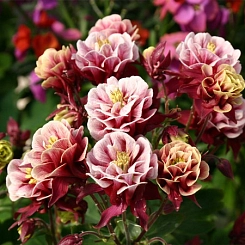 Аквилегия гибридная (водосбор) 'Винки Ред-Уайт' 