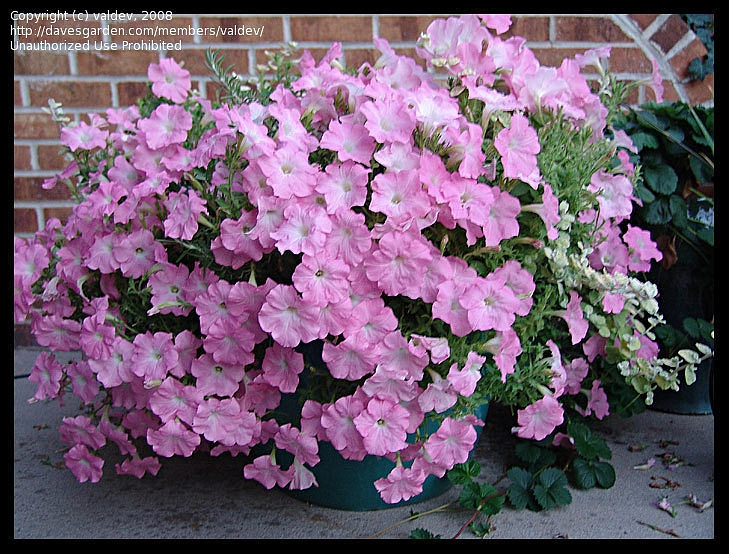 Петуния (сурфиния) гибридная 'Изи Вейв Мистик Пинк' (светло-розовая)