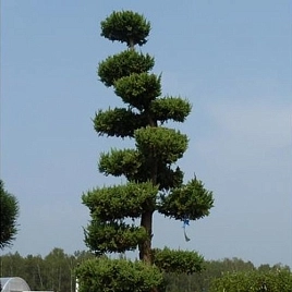 Можжевельник китайский Титлис бонсай