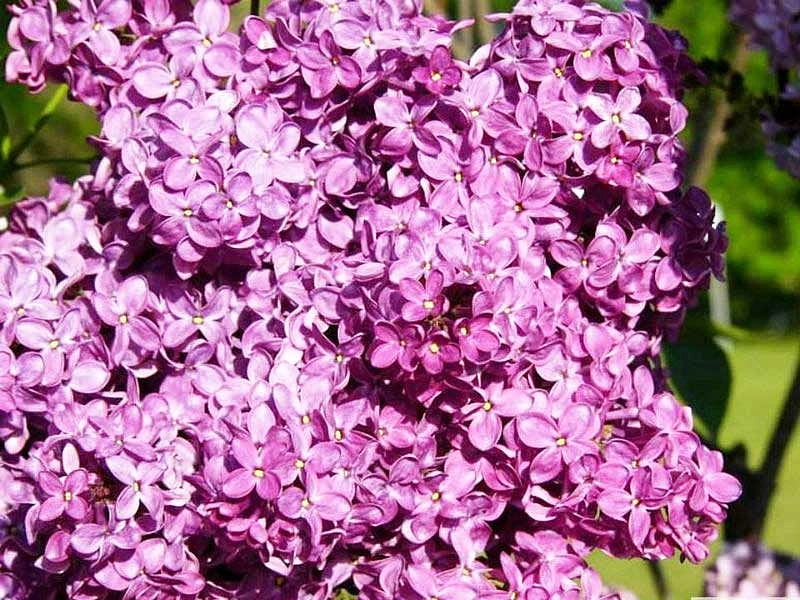 Сирень обыкновенная 'Зорька Венера' (розово - фиолетовая)