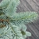 Ель колючая 'Ольденбург'