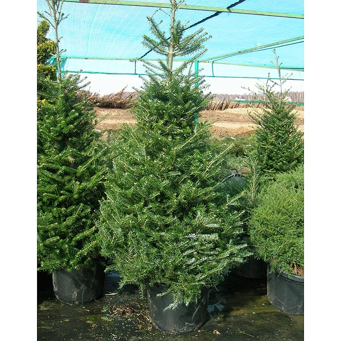 Пихта корейская