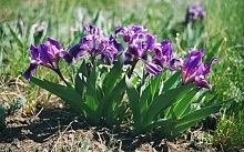 Ирис карликовый