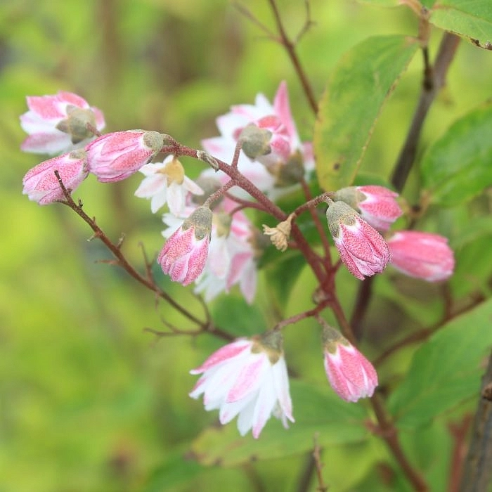 Дейция шершавая 'Плена'