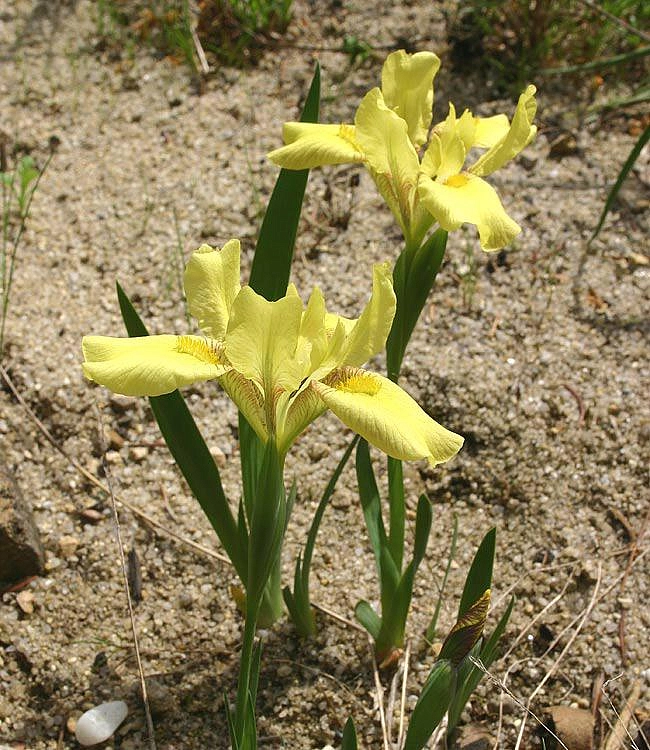 Ирис приземистый желтый (humilis gelb)