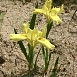 Ирис приземистый желтый (humilis gelb)