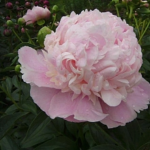 Пион молочноцветковый 'Свит Сикстин' (розовый)