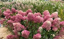 Гортензия метельчатая 'Краса Лесково'