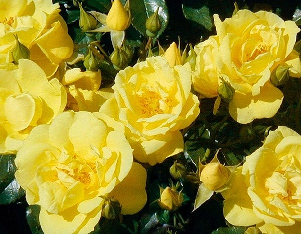 Роза 'Лоредо' (почвопокровная) (желтая)