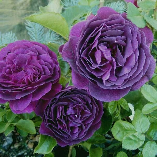 Роза 'Эбб Тайд' (флорибунда) (фиолетовая)