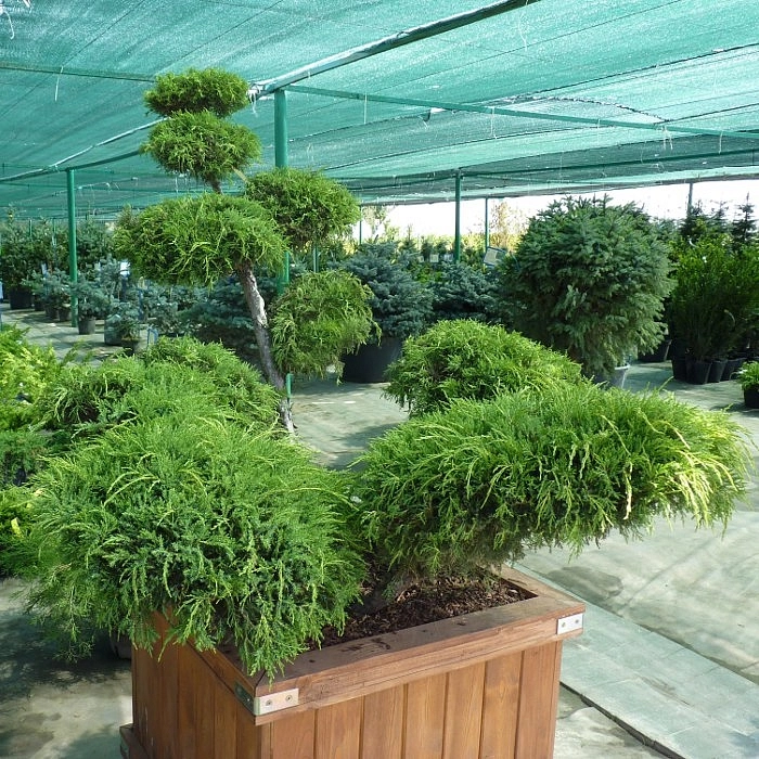 Можжевельник средний 'Хетци' Можжевельник средний 'Хетци'