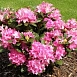 Рододендрон гибридный 'Рокет' (розовый)