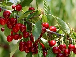 Черешня 'Ревна' Черешня 'Ревна'