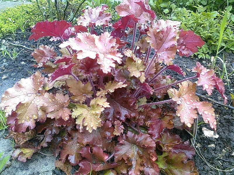 Гейхера американская 'Каппучино'