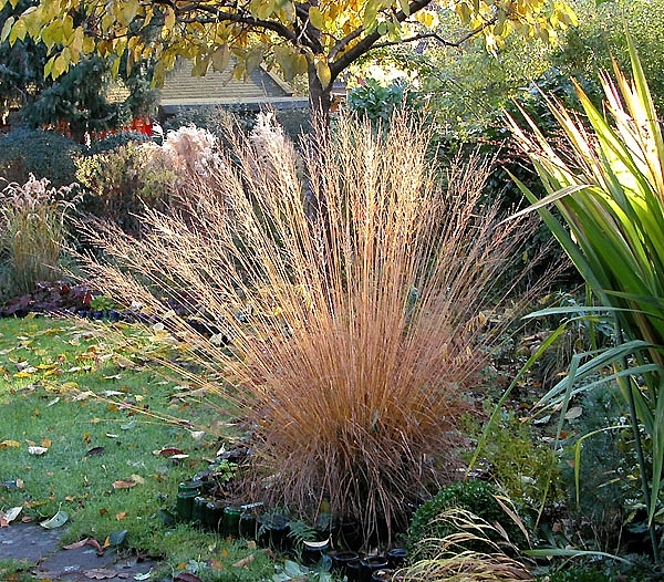 Молиния голубая 'Хайдебраут'