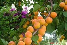 Абрикос 'Айсберг'