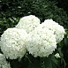 Гортензия древовидная 'Стронг Аннабель'