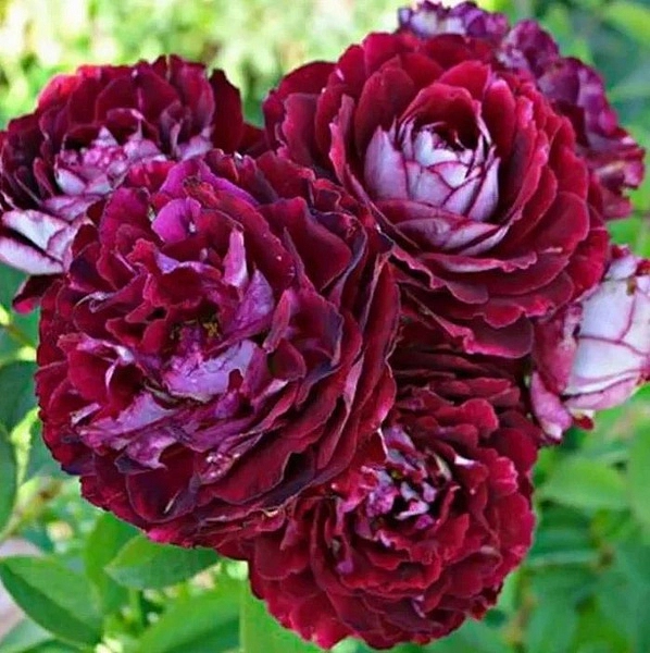 Роза 'Бель де Сегоза' (шраб) (малиновый)