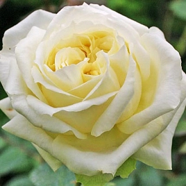 Роза 'Эльф' (плетистая) (кремово - желтая)