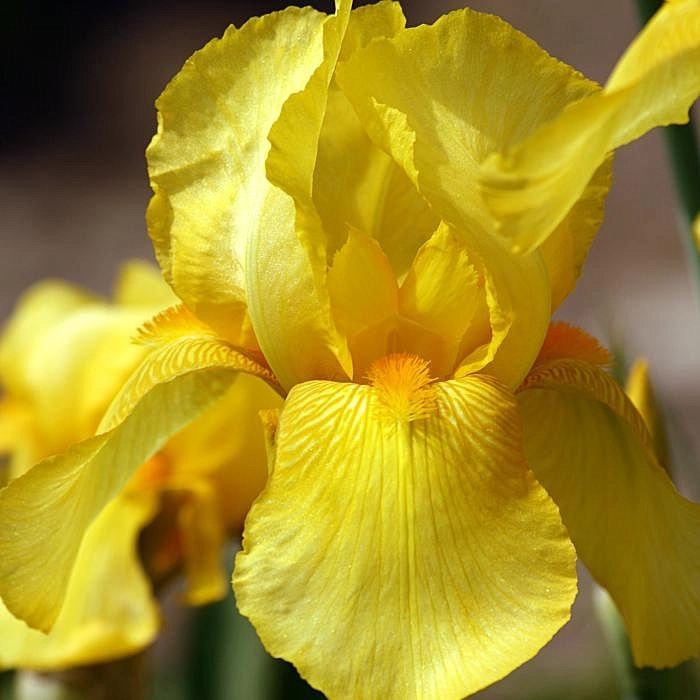 Ирис германский (бородатый) 'Октобер Сан' 