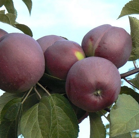 Яблоня домашняя 'Имант'