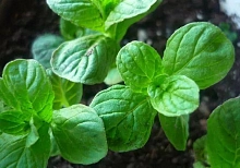 Мята круглолистная (ананасная)