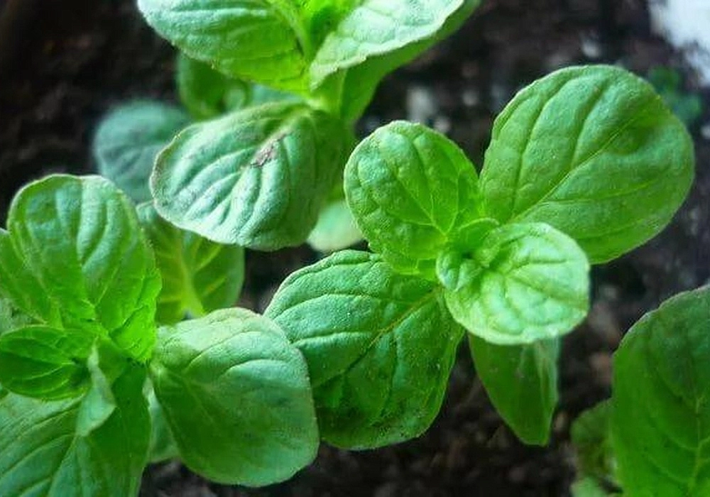 Мята круглолистная (ананасная)