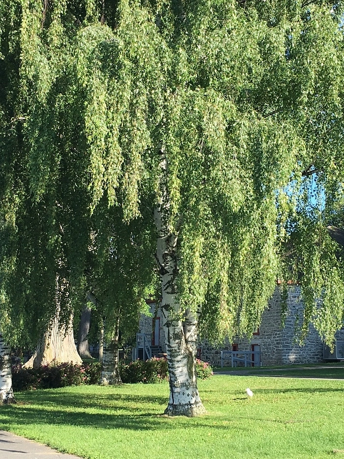 Береза повислая