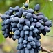 Виноград 'Надежда АЗОС'