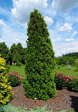 Туя западная 'Малоняна'