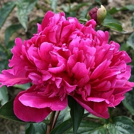 Пион молочноцветковый 'Биг Бен' (розовый)