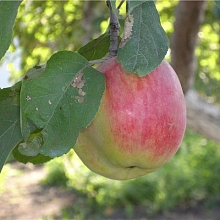 Яблоня домашняя 'Кэрол'