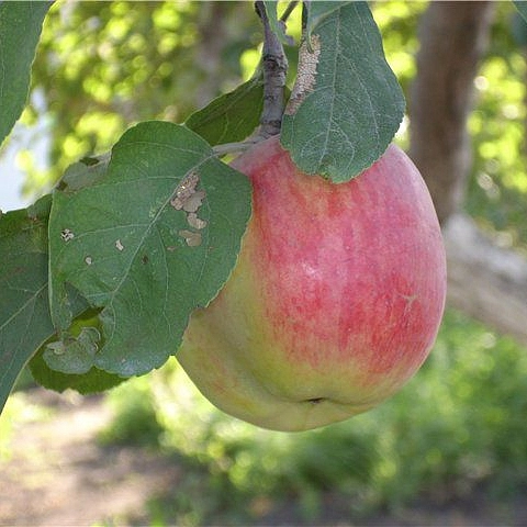 Яблоня домашняя 'Кэрол'