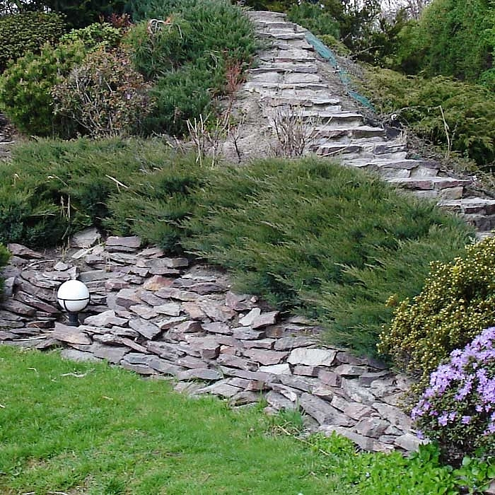 Можжевельник казацкий 'Глаука'