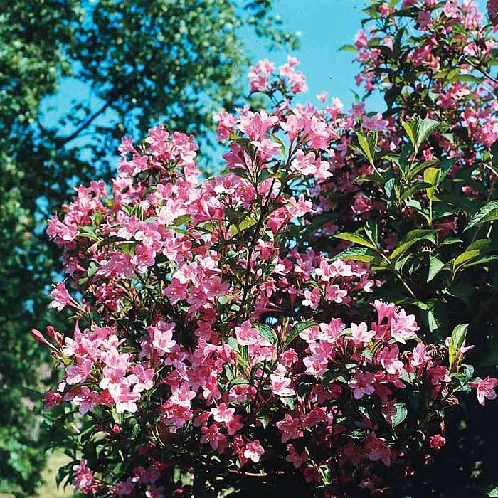 Вейгела цветущая 'Пурпурея'