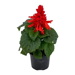 Сальвия блестящая 'Файер Бризер Ред' (красная)