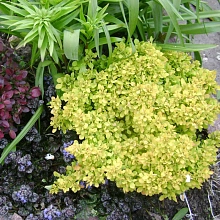 Барбарис Тунберга 'Тини Голд'