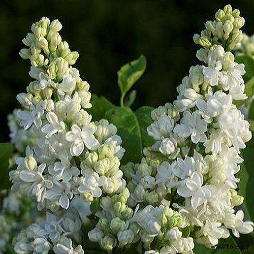 Сирень обыкновенная 'Дентель д'Анжу' (белая)