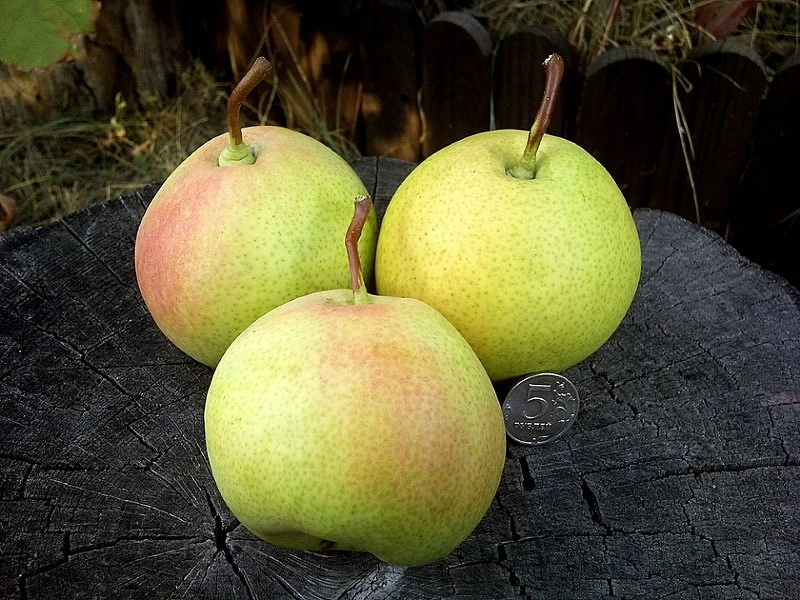 Груша 'Десертная'