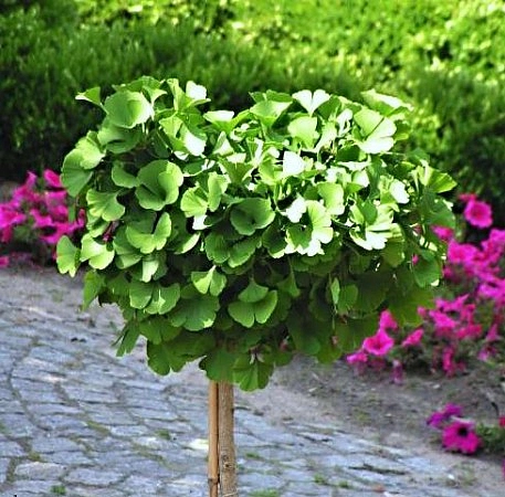 Гинкго билоба 'Марикен'