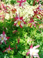 Аквилегия гибридная (водосбор) 'Маккана'