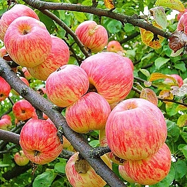 Яблоня домашняя 'Яблочный Спас'