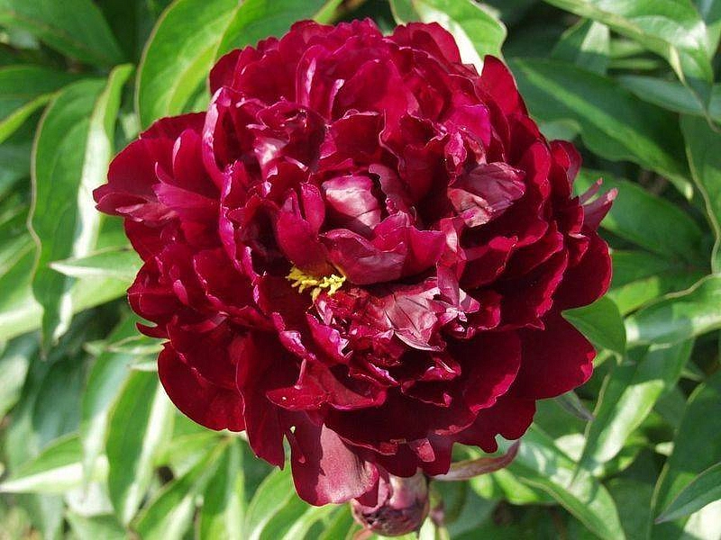 Пион молочноцветковый 'Тайфун' (темно бордовый)