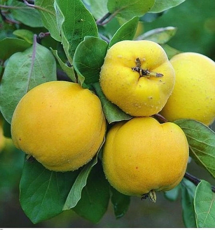 Айва 'Яблоковидная'