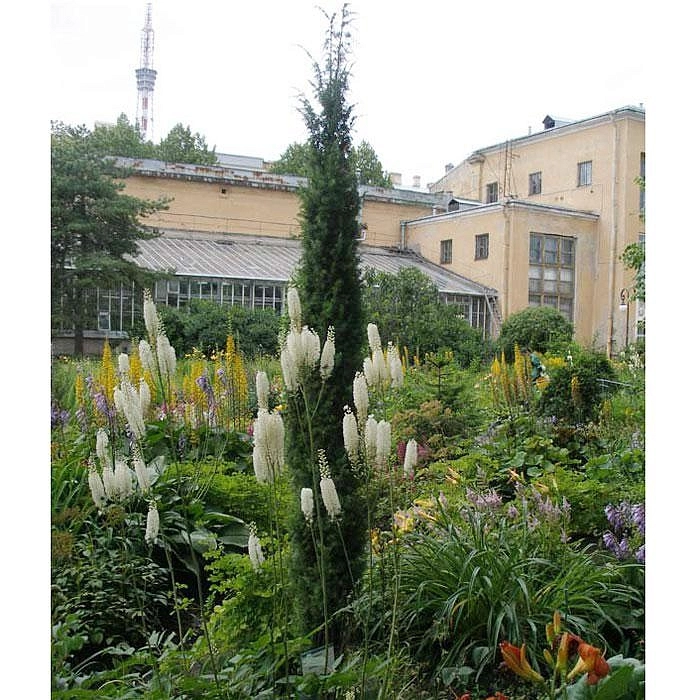 Можжевельник обыкновенный 'Суецика'