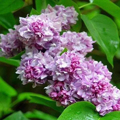 Сирень обыкновенная 'Катарина Хевемейер' (розово-лиловая)