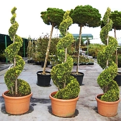 Туя западная 'Еллоу Риббон' спираль